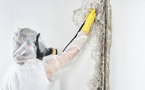 Mold Documentation for Insurance Claims in Runnemede, NJ